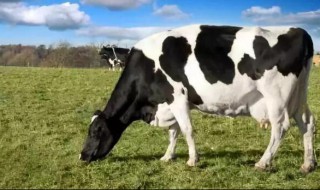 挑选好的母牛的方法(挑选好的母牛的方法是什么)