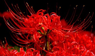 什么花的花语是救赎(什么花的花语是救赎与希望)