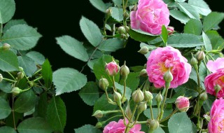 蔷薇花代表什么意思（蔷薇花代表什么意思和含义）