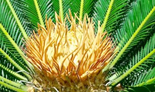 铁树代表什么象征意义 铁树寓意着什么