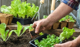 黄泥土地适合种植什么蔬菜 黄泥土适合种菜吗