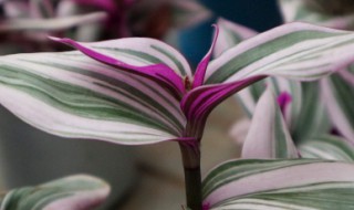 油画吊兰烂根是什么原因(油画吊兰为什么烂根)