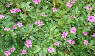 长春花适合什么季节种 长春花适合什么季节种植最好