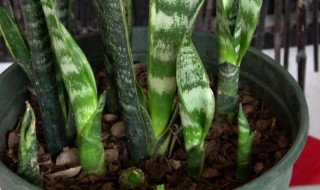 种虎皮兰用什么土最好 虎皮兰花用什么土最好