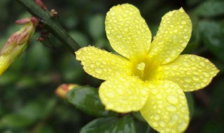 迎春花代表什么象征意义 迎春花代表什么象征意义英语