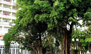 院子西边种什么树风水好 院子西边种什么树风水好点