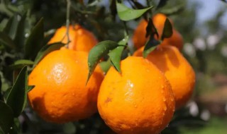 粑粑柑什么季节成熟 粑粑柑什么季节成熟了