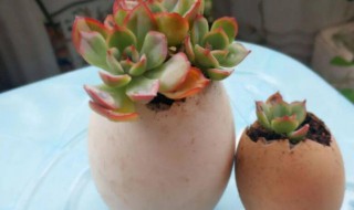 鸡蛋壳适合种什么植物（鸡蛋壳不适合哪些植物）