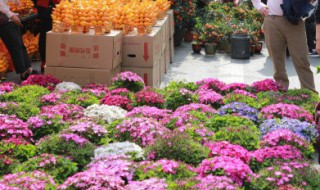 五星花的特点有哪些 五星花的特点有哪些二年级