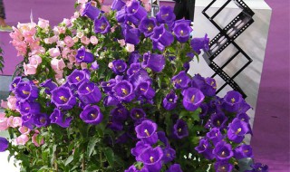 风铃花什么时候播种最好（风铃花几月份播种最好）