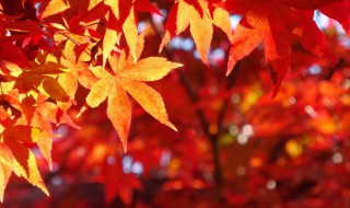 秋天落叶发朋友圈的句子 秋天落叶的短句朋友圈