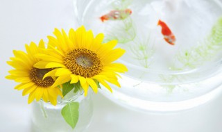 向日葵几点开花时间 向日葵几点开花时间拟人句