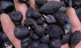 乌灵参什么时候挖最好 二月份能挖到乌灵参吗