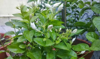 茉莉花叶子形状（茉莉花叶子形状质感作用）