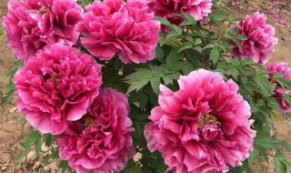 芍药花什么时候种植最好 芍药花什么时候种植最好的