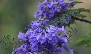 蓝花楹果实有什么用（蓝花楹的果实有什么用）