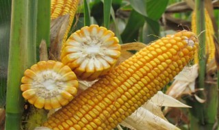 最抗倒伏的玉米品种 最抗倒伏的玉米品种是