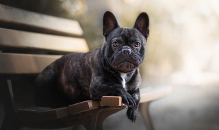 法斗犬的优缺点 法斗犬的优缺点喜欢咬人吗