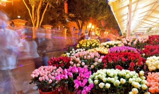 什么花的花语是拯救（什么花的花语是拯救人类）