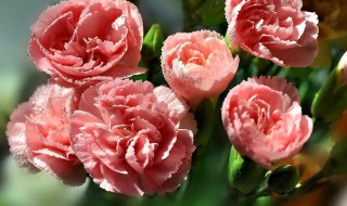 什么花的花语是想你了 什么花的花语是好想你