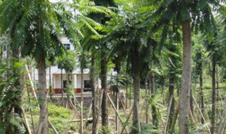 农村家门口种什么树风水好（农村家门口种什么树风水好呢）