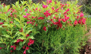 什么花的花语是前程似锦（花语 前程似锦）