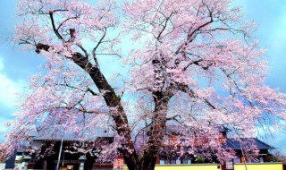 最名贵的樱花品种 最名贵的樱花品种排名