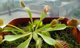 捕蝇草什么时候分株（捕蝇草什么时候分株最好）