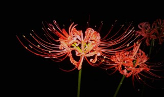 什么花的花语是结束 什么花的花语是结束爱情