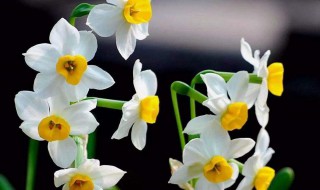 寓意孤独的植物（寓意孤独的植物图片）