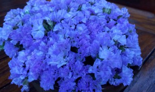 什么花的花语是记忆 哪一种花的花语是遗忘的记忆