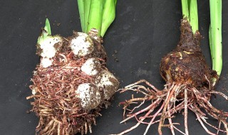 朱顶红什么时候分株（朱顶红3月份可以种吗）