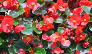 生命力顽强的花(生命力顽强的花的花语)