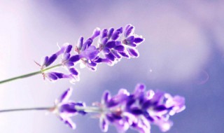 什么花的花语是原谅我（什么花的花语是原谅我请继续爱我的意思）