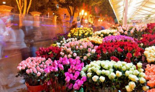 什么花的花语是告白（花的表白语）