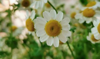 洋甘菊的花语是什么寓意 洋甘菊的花语