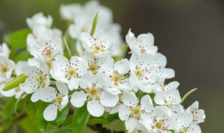 梨花是什么季节开的花（梨花是什么季节开的花图片）