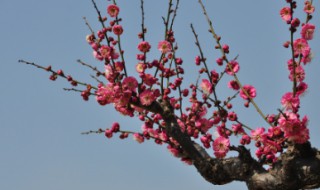 梅花是什么样子的（梅花是什么样子的填空）