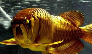 什么鱼招财镇宅又好养 什么鱼招财镇宅又好养活