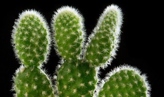 属龙的办公室适合放什么植物 属龙的办公室养什么花