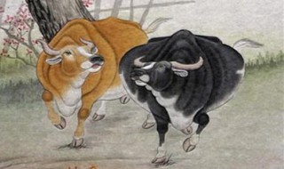 生肖牛的和什么生肖相配对 生肖牛的和什么生肖相配对财运好