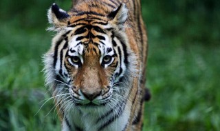 生肖虎命中有两大贵人 生肖虎命中有两大贵人是什么