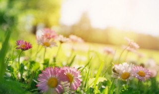 大地回春有什么预兆 大地回春什么意思?