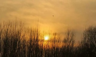 浮云游子意散文 浮云游子意全诗