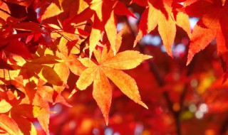 秋天英语怎么读(秋天英语怎么读summer)