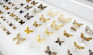 蝴蝶英语怎么读（蝴蝶英语怎么读音）