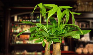 怎么样盆栽发财树 怎么样盆栽发财树好看