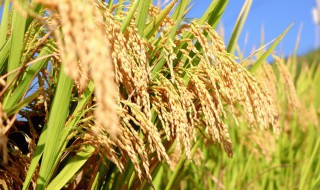 梦见稻谷熟了一片金黄 梦见稻谷熟了一片金黄去收割