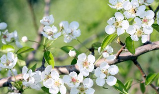 春天有什么变化 春天有什么变化简单几句话