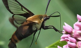 家里进蛾子是吉是凶(家里进蛾子是吉是凶风水)